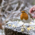 De RSPCA roept mensen met roodborstjes in de tuin op om dit simpele keukeningrediënt neer te zetten